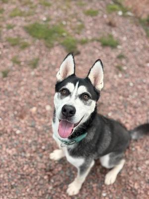 A black and white husky dog with pointed ears and a green collar, sitting on a gravel surface with its tongue out, looking up at the camera.
