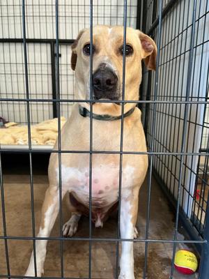 Eddie, Labrador Retriever / Mixed Breed, adult, available for adoption