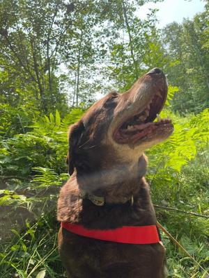 Gemma, Labrador Retriever, adult, available for adoption