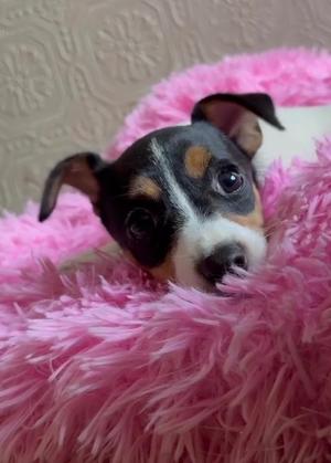 AD2 Millie Fox, Fox Terrier, puppy, available for adoption