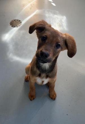 Moose, Labrador Retriever / Husky, young, available for adoption