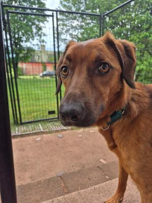 Reddi Lala, Mixed Breed, adult, available for adoption
