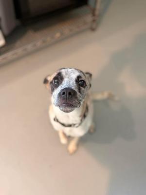 a small dog with a white and black spotted face looking up at the camera