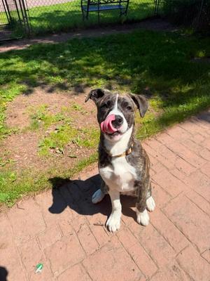 LD3 Zoey, Terrier / Mixed Breed, puppy, available for adoption