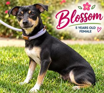 Blossom, Chihuahua / Mixed Breed, adult, available for adoption