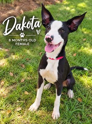 Dakota, Mixed Breed, puppy, available for adoption