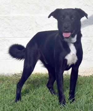 Billy Loaf, Border Collie / Mixed Breed, young, available for adoption