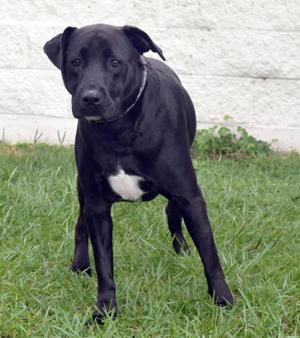 Leo, Labrador Retriever / Mixed Breed, young, available for adoption