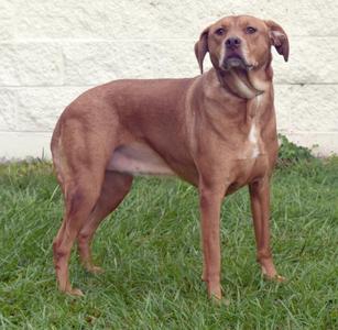 Lilly, Labrador Retriever / Mixed Breed, young, available for adoption