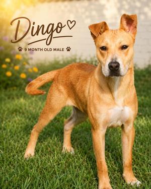 Dingo, Mixed Breed, puppy, available for adoption