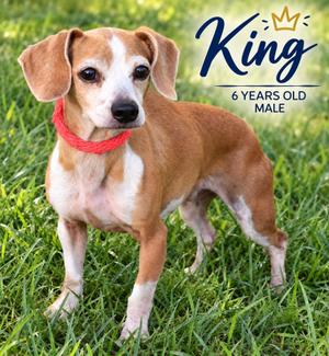 King, Chihuahua / Mixed Breed, adult, available for adoption