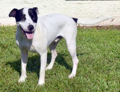 Evergreen, Mixed Breed, young, available for adoption