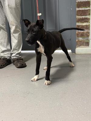 Fergie, Mixed Breed, puppy, available for adoption