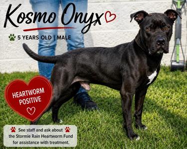 Kosmo Onyx, Boxer / Labrador Retriever, adult, available for adoption