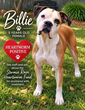 Billie, Boxer / Mixed Breed, adult, available for adoption