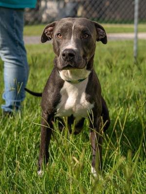Coraline, Mixed Breed, adult, available for adoption