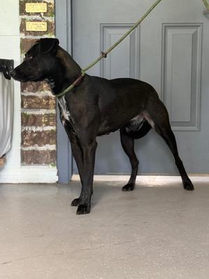 Glen, Labrador Retriever / Mixed Breed, young, available for adoption