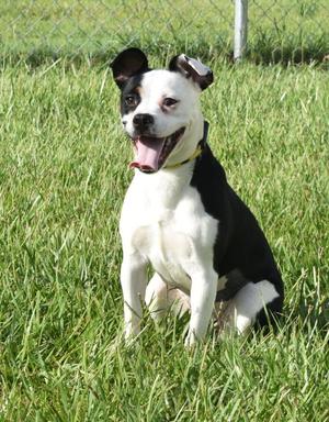 Charlotte, Boston Terrier / Mixed Breed, young, available for adoption