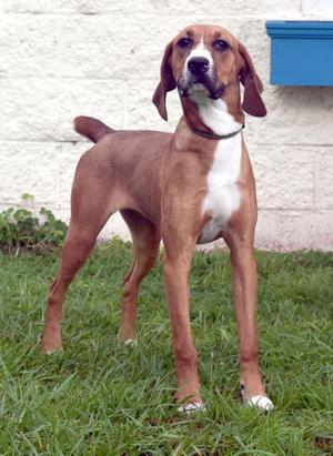 Ella Mae, Hound / Mixed Breed, puppy, available for adoption