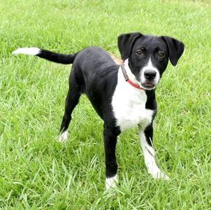 Fitz, Border Collie / Mixed Breed, puppy, available for adoption