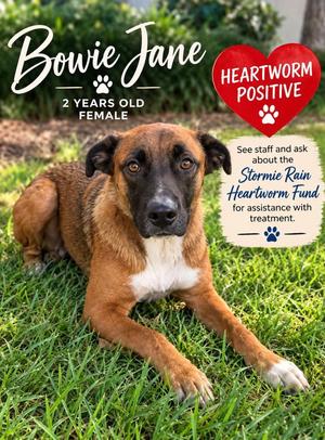 Bowie Jane, Shepherd / Mixed Breed, young, available for adoption