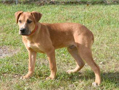 a brown dog standing on grass