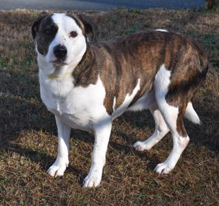 Butters, Australian Shepherd / Mixed Breed, senior, available for adoption