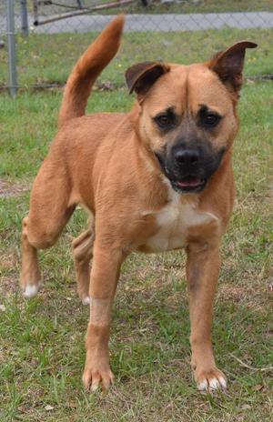 A medium-sized brown dog with a black muzzle and white chest markings stands on grass.