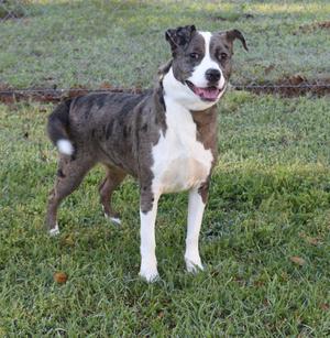 A medium-sized dog with merle and white coloring standing on grass.