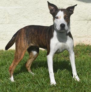 JoJo, Shepherd / Mixed Breed, young, available for adoption