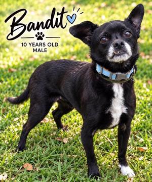 Bandit, Chihuahua, senior, available for adoption