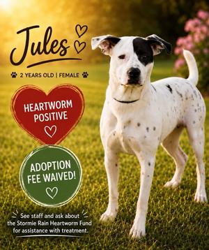 Jules, Mixed Breed, young, available for adoption