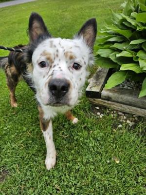 Arlo, Mixed Breed, adult, available for adoption