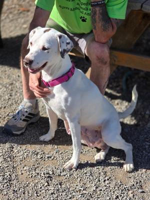 Dolly, Hound, adult, available for adoption