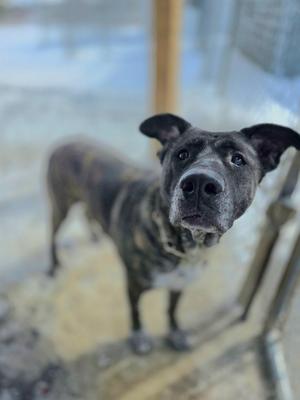 A close-up, low-angle shot of a brindle pitbull dog looking up at the camera with a serious expression.