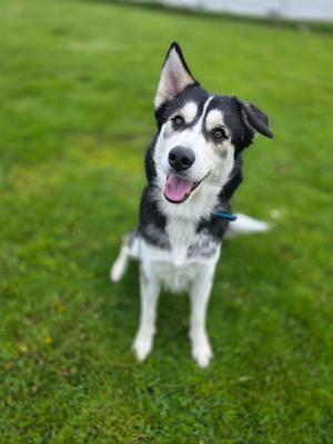 Eden, Husky, adult, available for adoption