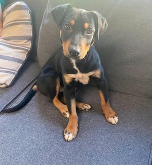 A black and tan puppy sits on a gray couch.