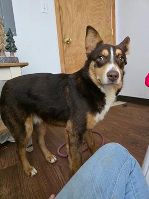 O'Malley, Australian Shepherd/Husky, young, available for adoption
