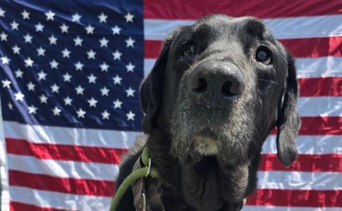 Charlie, Black Labrador Retriever, senior, available for adoption