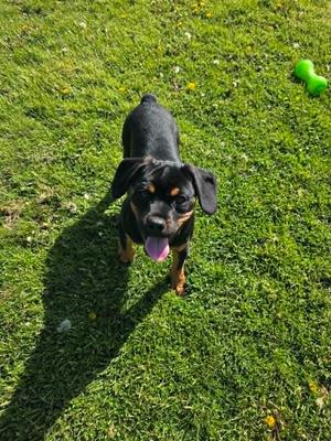 Granite, Rottweiler/Pug, young, available for adoption