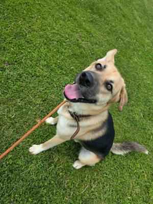 Marley, German Shepherd Dog/Husky, young, available for adoption