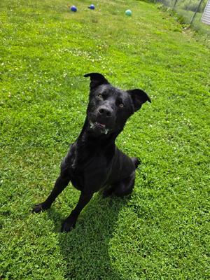 Gunner, Labrador Retriever/Mixed Breed, adult, available for adoption