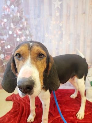 Nicholas, Treeing Walker Coonhound, senior, available for adoption