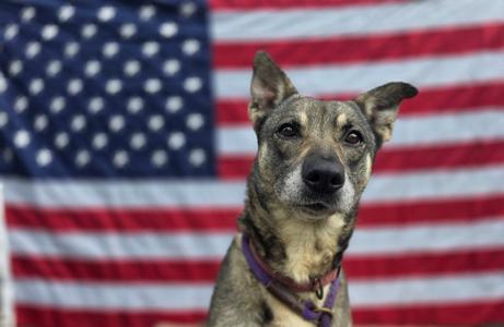 Nessie, German Shepherd Dog, adult, available for adoption