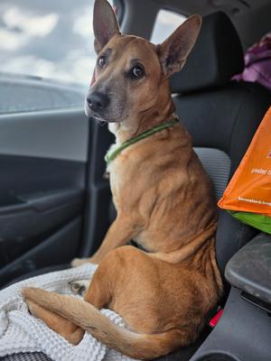 Buck, Shepherd/Mixed Breed, adult, available for adoption