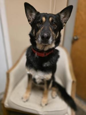 Gibson, Shepherd, adult, available for adoption