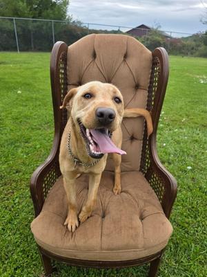 A happy dog sitting on a brown cushioned chair in a grassy field.
