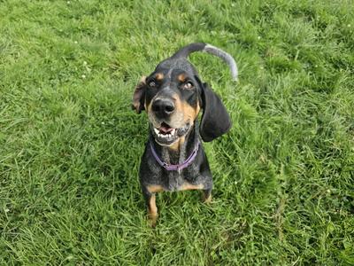 Blakely, Bluetick Coonhound, adult, available for adoption