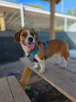A brown and white dog with a blue harness standing on a wooden bench, tongue out, looking at the camera.
