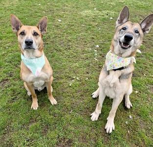 Two dogs sitting on grass, both wearing bandanas.